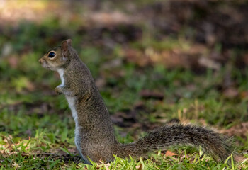 Naklejka na ściany i meble Squirrel in the Park