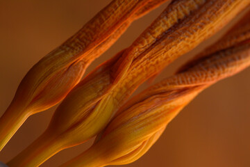 faded lily buds on an orange background. abstract composition.