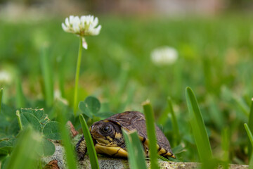 Brave Young Turtle 