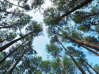 Bottom view of tall trees in forest Blue sky in background.
