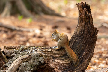 Naklejka na ściany i meble The American red squirrel -Tamiasciurus hudsonicus in the park