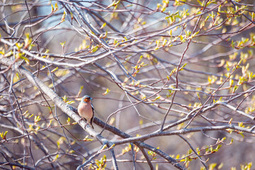 Bird (Fringilla coelebs) sits on a tree branch in the forest.