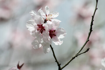 Sakura cherry flowers close-up