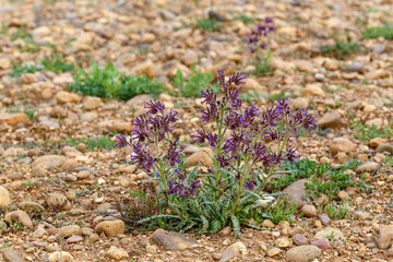 Anchusa officinalis. Alkanet or ox tongue plant with flowers.