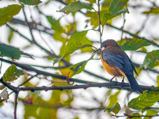 Orange Bellied Sunbird