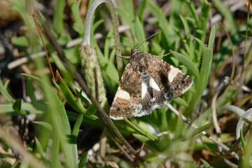 Four-spotted moth or Field bindweed moth (Tyta luctuosa)