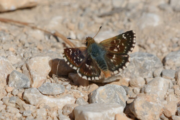 Red-underwing skipper (Spialia sertorius) on the ground