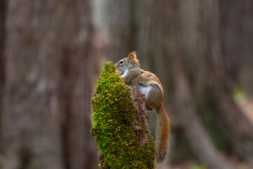 American red squirrel ((Tamiasciurus hudsonicus) known as the pine squirrel, North American red squirrel and chickaree.