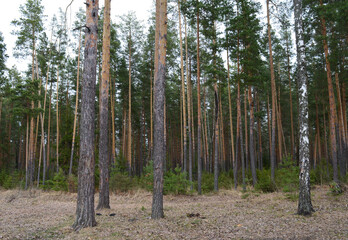 dark coniferous forest with tall trees pines and a blue sky on a spring day