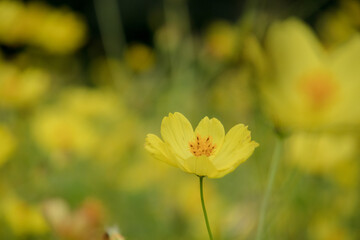 Obraz premium 柔らかそうなキバナコスモス