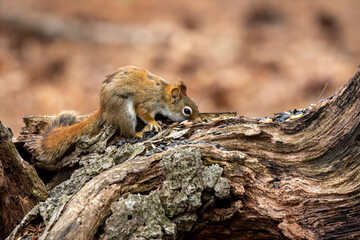 American red squirrel ((Tamiasciurus hudsonicus) known as the pine squirrel, North American red squirrel and chickaree.