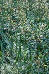 Green spikelets of wild grass. Natural pattern. Image with selective focus.