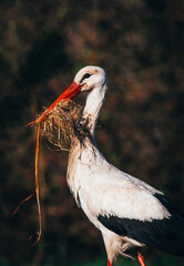 white stork ciconia