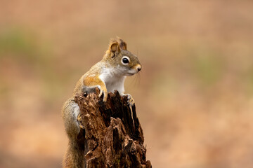 American red squirrel ((Tamiasciurus hudsonicus) known as the pine squirrel, North American red squirrel and chickaree.