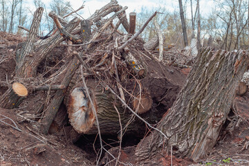 Fototapeta premium Dump of broken and cut trees and branches.