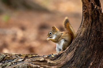 American red squirrel ((Tamiasciurus hudsonicus) known as the pine squirrel, North American red squirrel and chickaree.