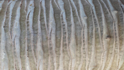 beautiful background macro zoom close up pictures of palm tree trunk rough texture surface