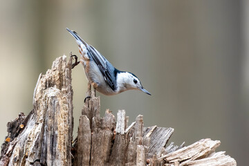 The white-breasted nuthatch (Sitta carolinensis)
