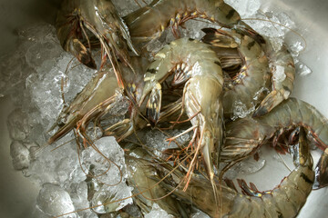 shrimps on ice