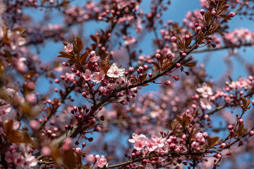 Beautiful spring sakura branches with flowers on a cloudy day macro photography