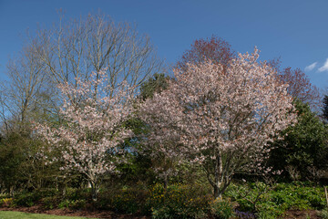 Spring Pink Blossom on an Ornamental Chinese Hill Cherry Tree (Prunus serrulata var. hupehensis) Growing in a Herbaceous Border in a Garden in Rural Devon, England, UK