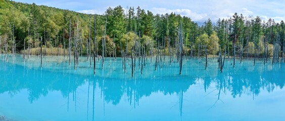 色づき始めた紅葉と美瑛ブルーに染まる白金青い池の情景＠北海道