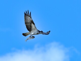 青空バックに大きな魚をつかんで飛ぶミサゴ