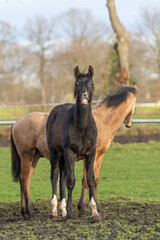 Two one year old horses in the pasture. A black and a yellow foal. A foal pulls its lip up and makes a funny face. Selective focus