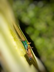 dragonfly on a leaf