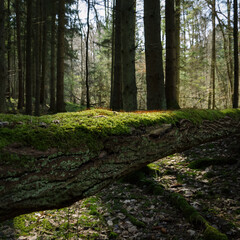 FOREST IN THE MORNING SUN - Blooming moss on a fallen tree 

