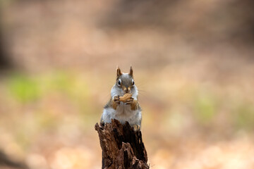 Obraz premium American red squirrel ((Tamiasciurus hudsonicus) known as the pine squirrel, North American red squirrel and chickaree.
