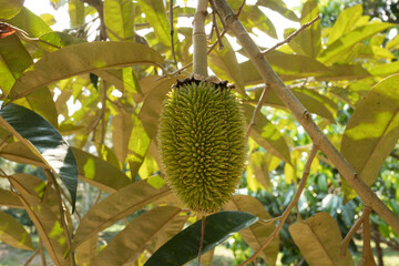 durian on the tree