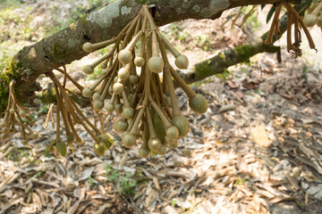 Durian flowers are about to bloom, hanging over the durian tree