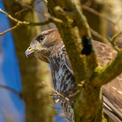 Buzzard head in the forest. Sitting on a branch. Wildlife Bird of Prey, Buteo buteo. Detailed...