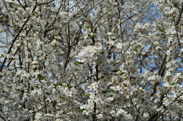 Beautiful blooming cherry plum branches with small white flowers in spring or Easter time