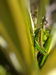 grasshopper on a leaf