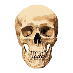 Human skull in front aspect isolated on white background, vector illustration