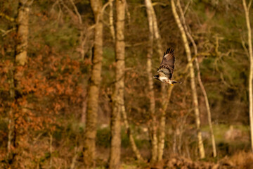 Large bird of prey flies in the air and hunts for food. Majestic