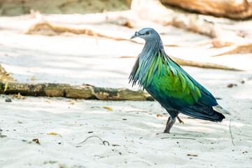 Nicobar pigeon, Nicobar dove with Colorful feathers.