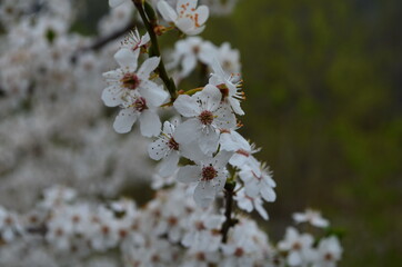 Beautiful blooming cherry plum branches with small white flowers in spring or Easter time