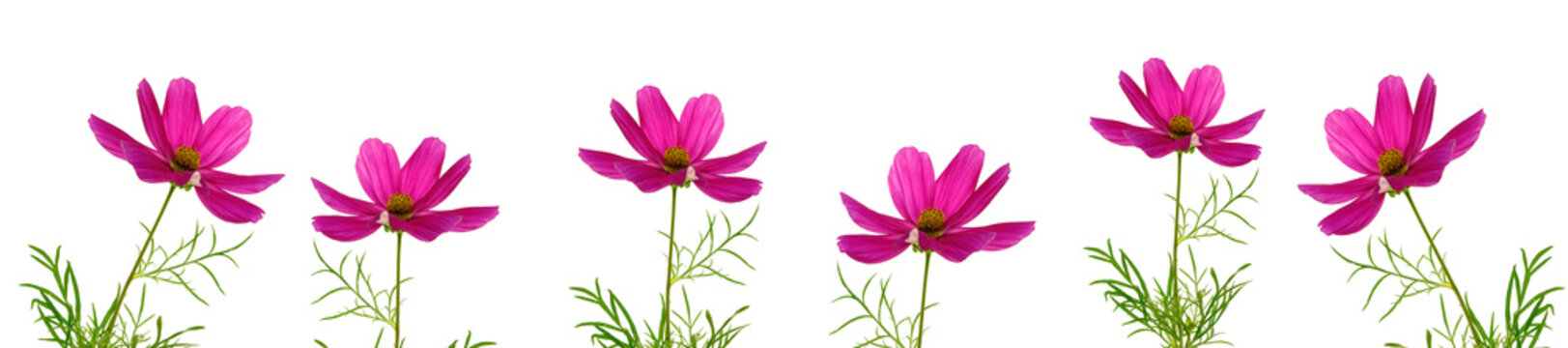Floral banner. Pink flowers isolated on white green background. Summer flowers.