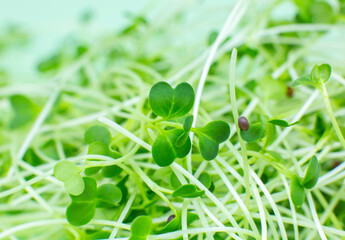 Germinating Microgreen close up, broccoli sprouts. Natural eco food with vitamins. Home gardening. Healthcare, vegetarian lifestyle. Growing greenery indoors.