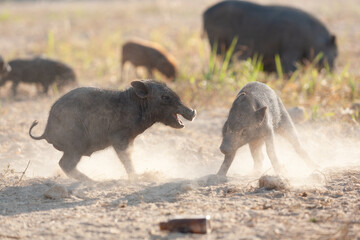  Wild black pigs in the centre of Downtown on Phuket, Thailand