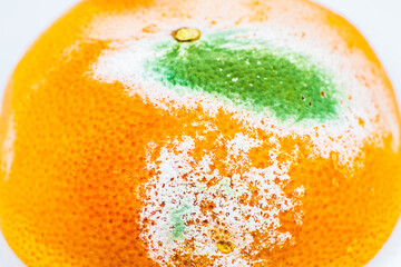 Moldy orange fruit. Rotten grapefruit. Bad conditions of preservation. Close up, Spoiled  food. Fungus illness.