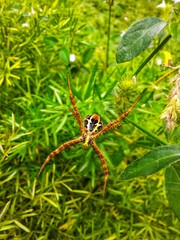 spider on a leaf
