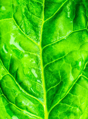 Wet Green leaf close up. Fresh leaves texture background. Natural eco wallpaper. Vegetarian food. Vegetable and vitamins products. Macro photo.