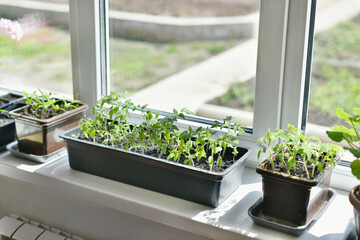 Pot with tomato sprouts stands on the windowsill in the house, growing homemade vegetables