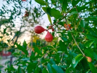 Hibiscus buds on plant