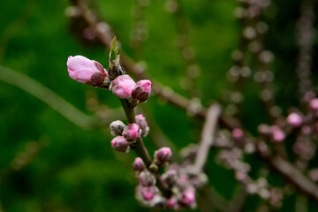 Peach buds in bloom