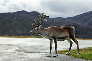 Cute reindeer on the roadside. Adult reindeer on a cloudy day.